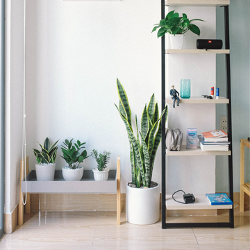 The Ultimate Guide to Choosing the Perfect Plant Stand for Your Home
